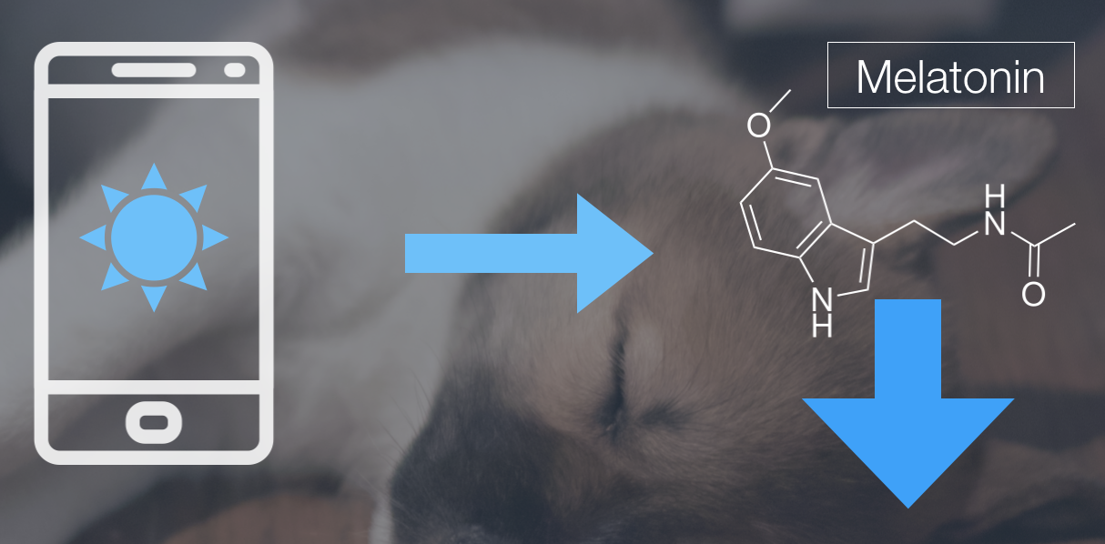 How to Use the iPhone Blue Light Filter and Get Better Sleep