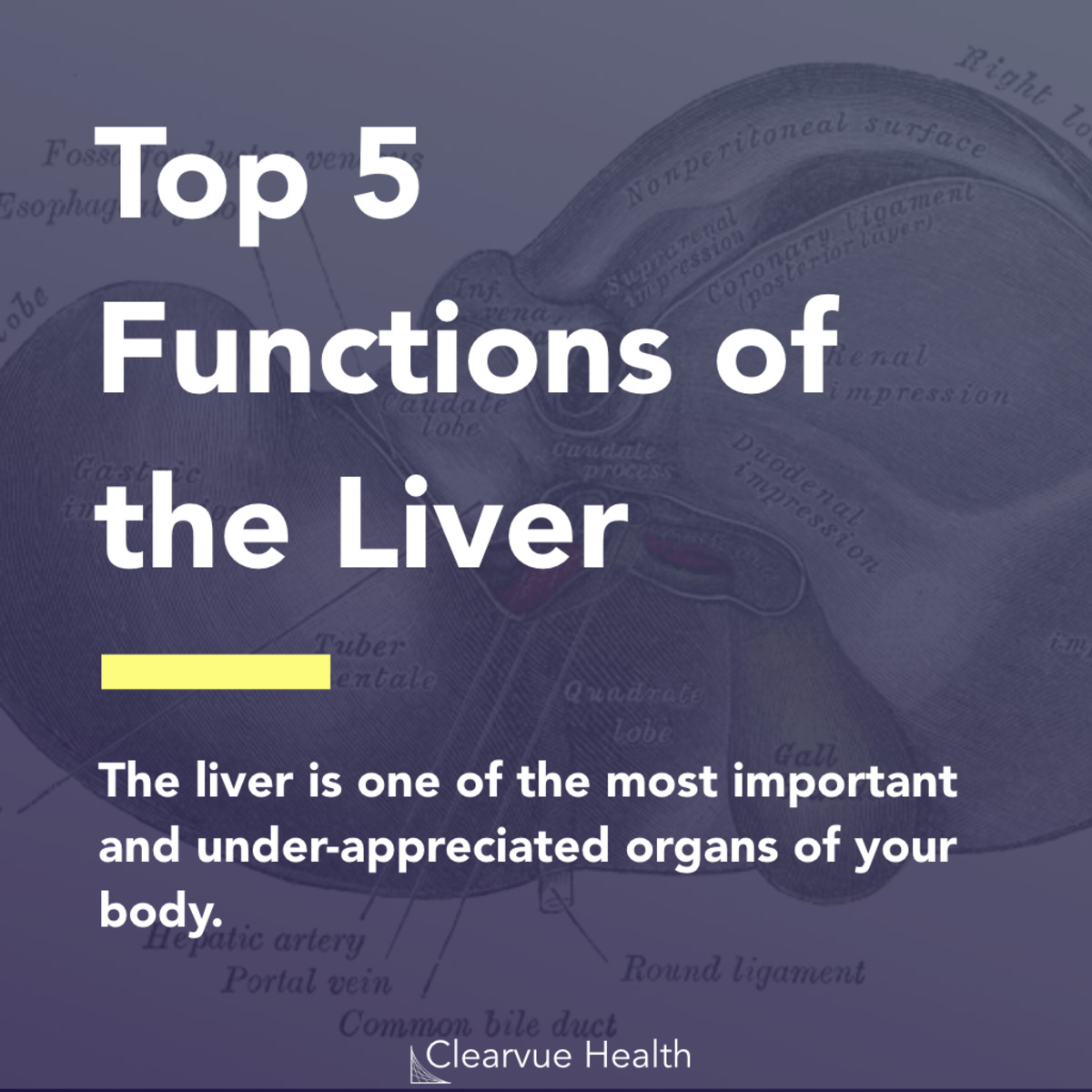 5 Slides Top 5 Functions of the Liver Visualized Science