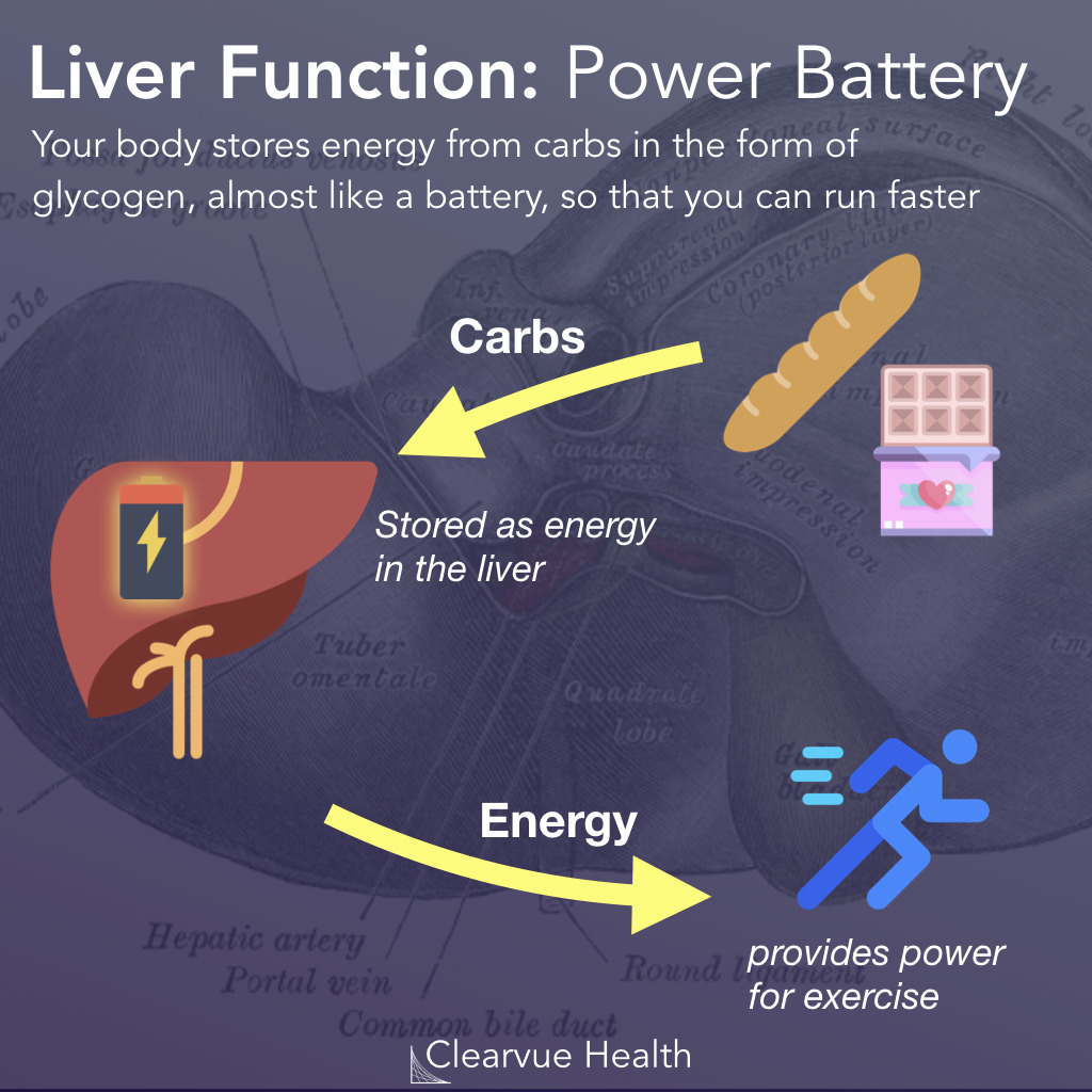 Glycogen: The Liver as a Battery