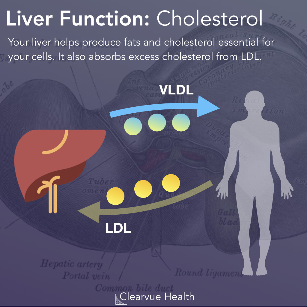 The Liver & Cholesterol