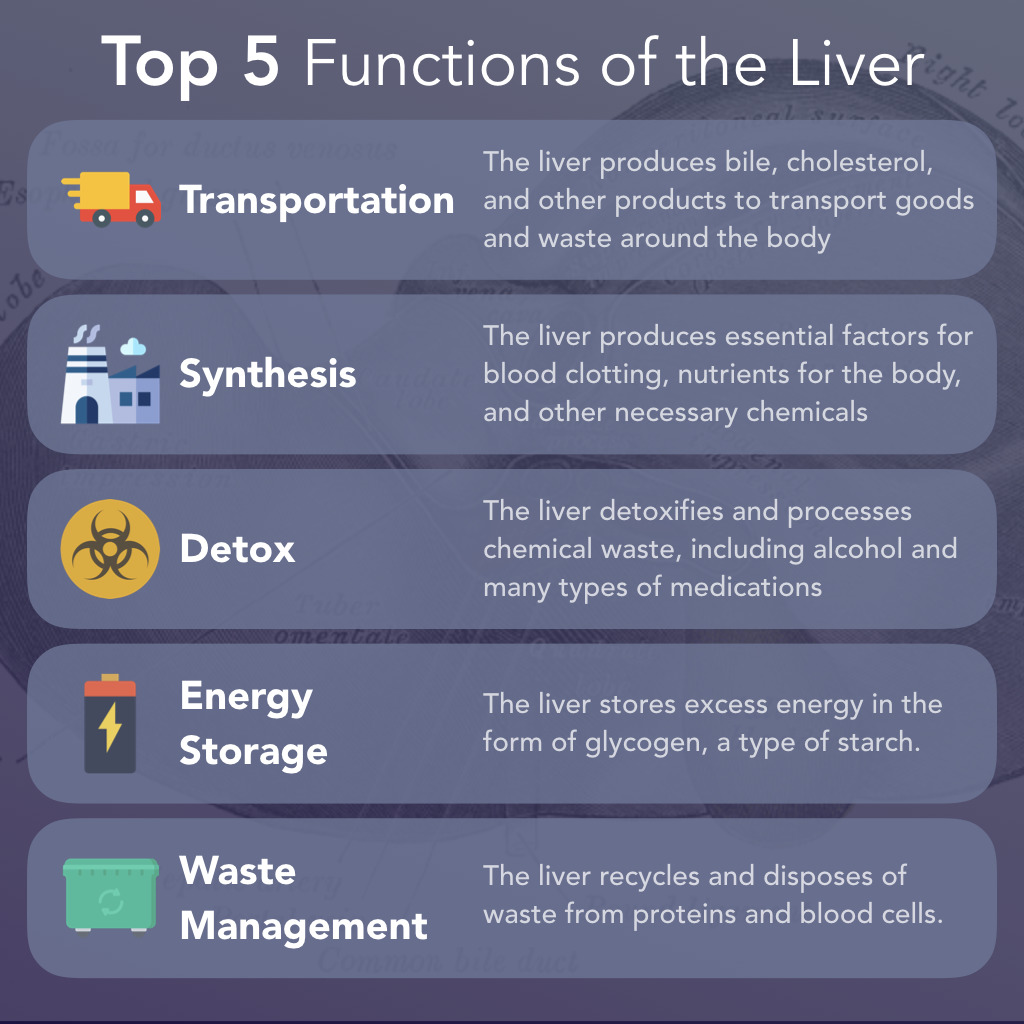 Top 5 Functions of the Liver