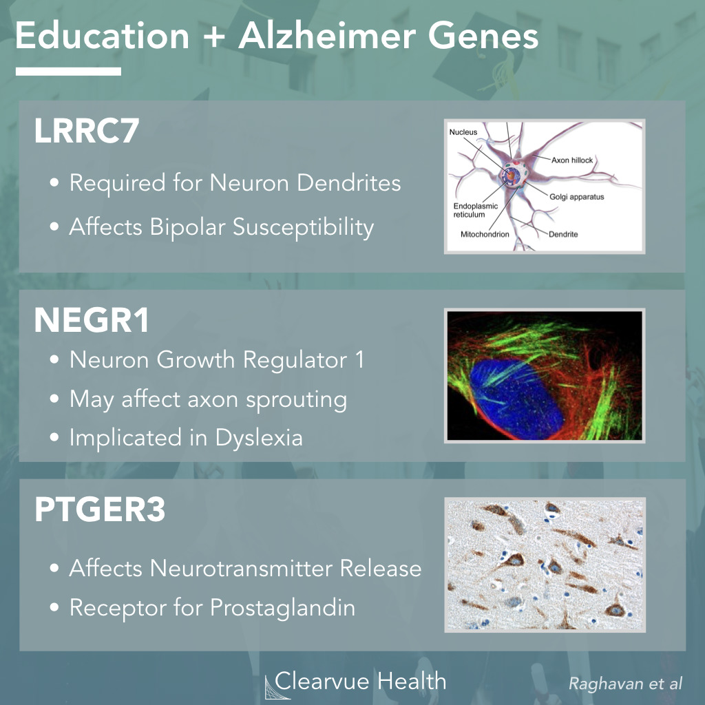 LRRC7, NEGR1, and PTGER3 replicated the causal relationship of education on AD