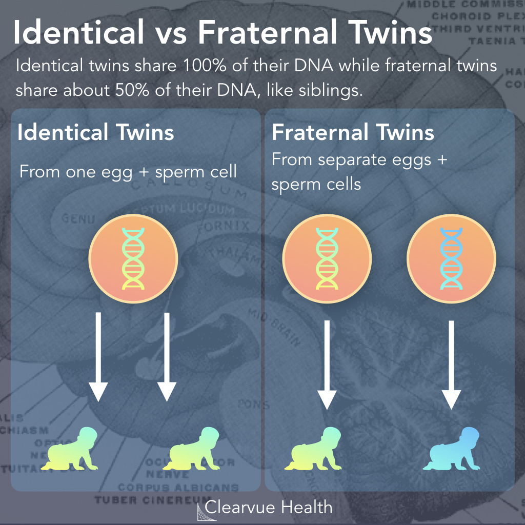 Identical vs Fraternal Twins