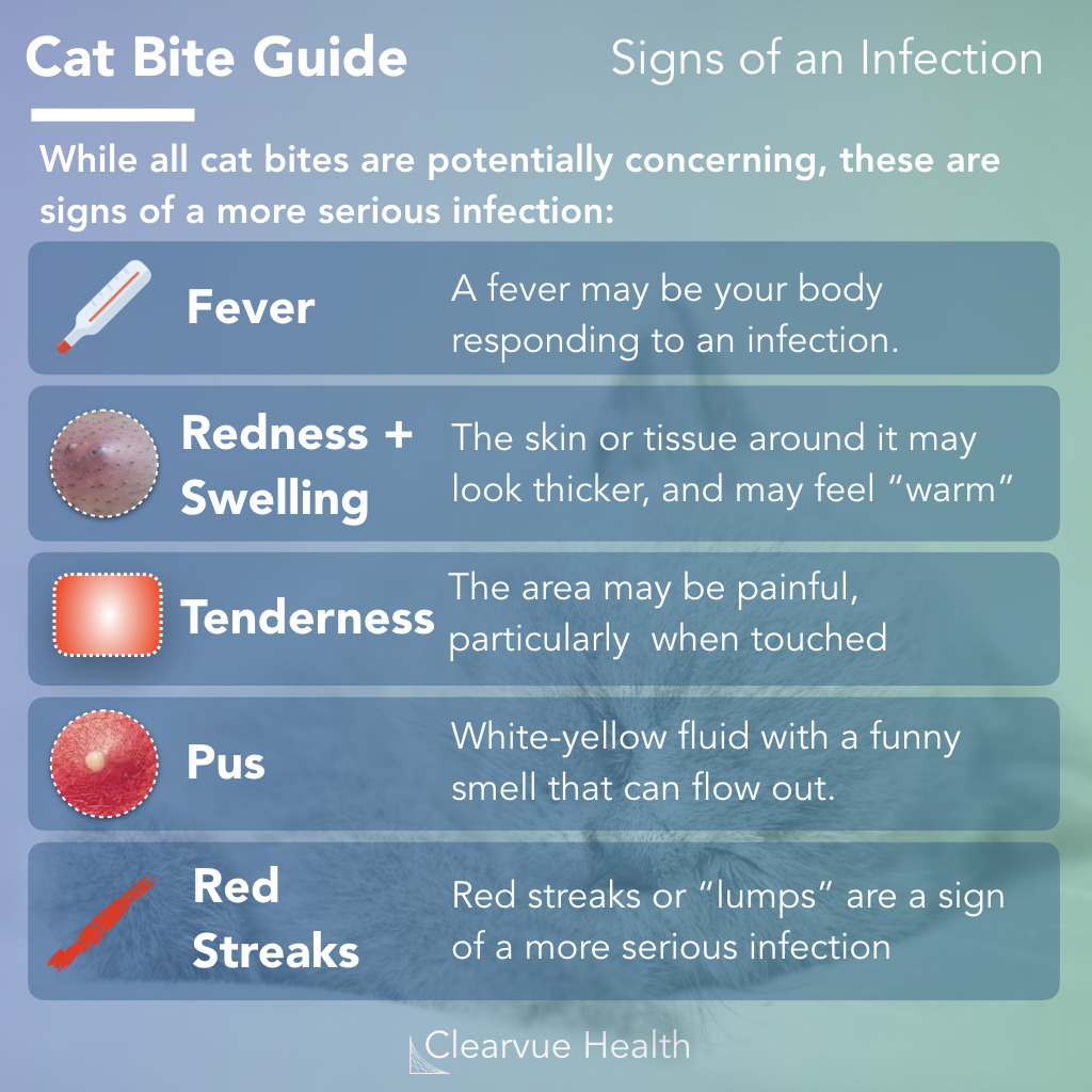 cat bite infection symptoms