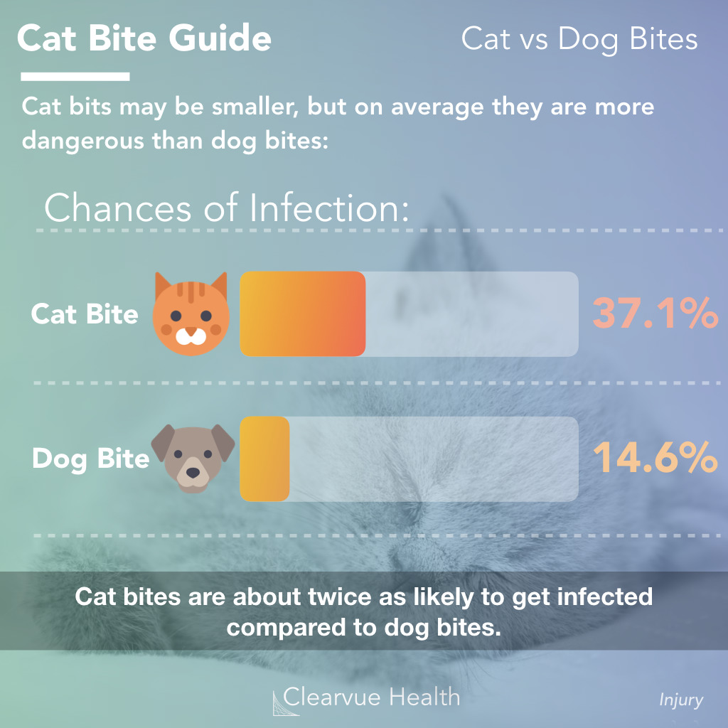 3 Charts | Cat Bite Guide: Symptoms and First Aid