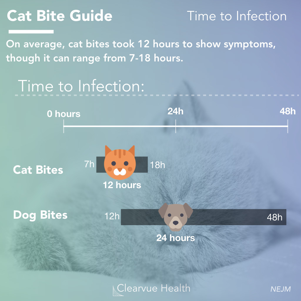 How To Treat A Cat Bite 14 Steps With Pictures Wikihow