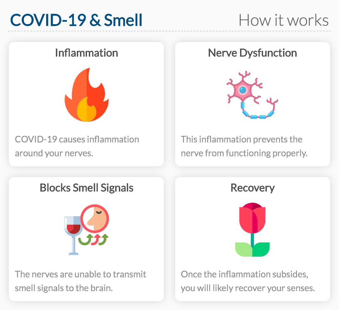 How coronavirus & Smell works