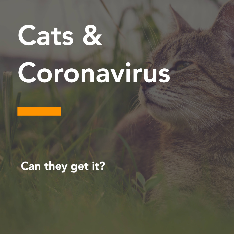 Cats and the Coronavirus