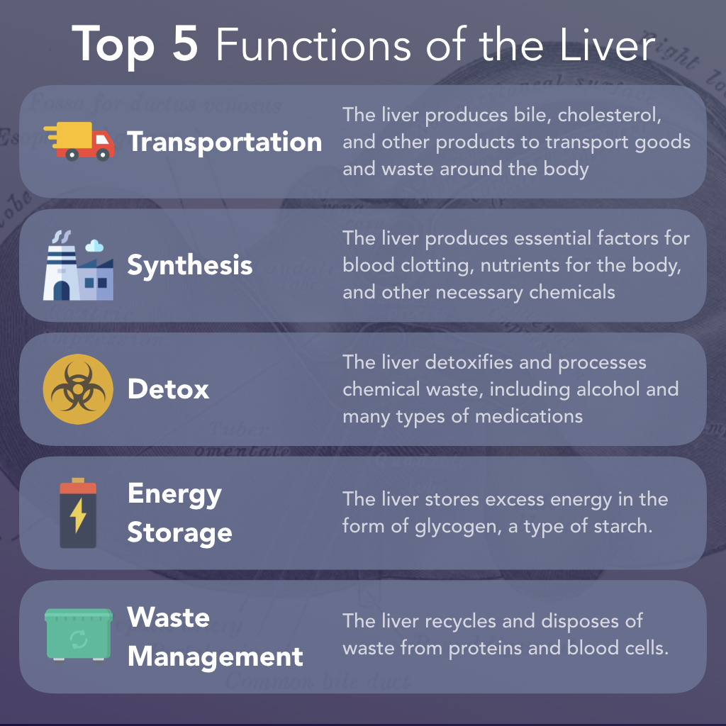 The Essential Functions of the Liver