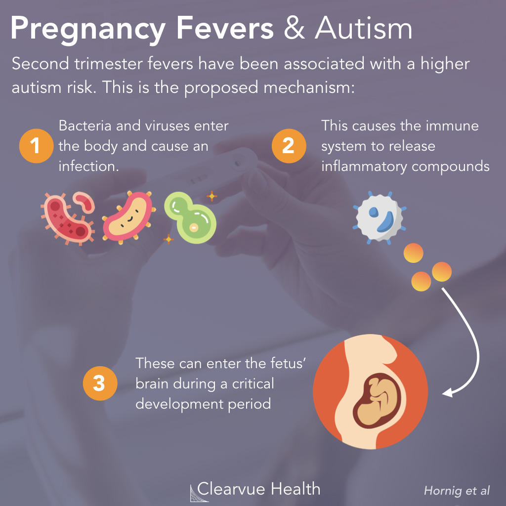 How the Fever-Autism Link Works