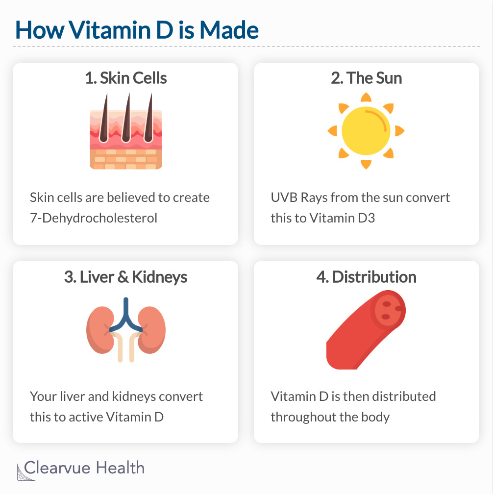 Chart of how vitamin D is made