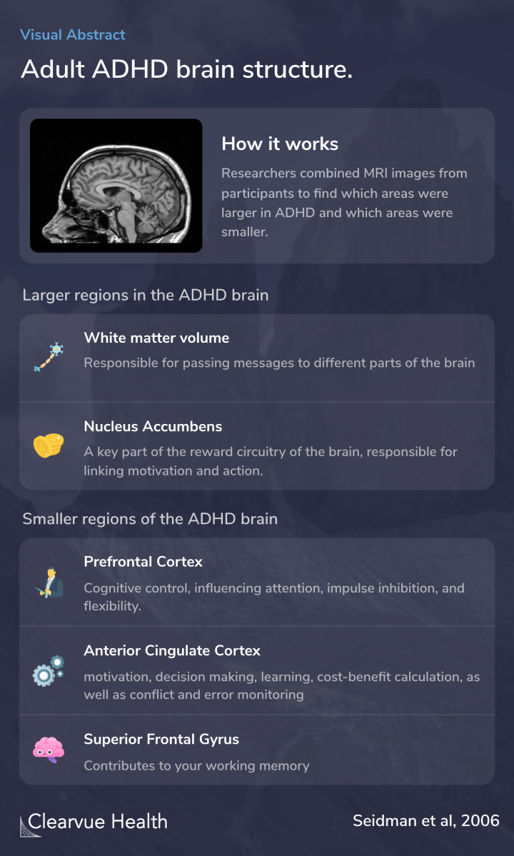 Adult ADHD brain structure.